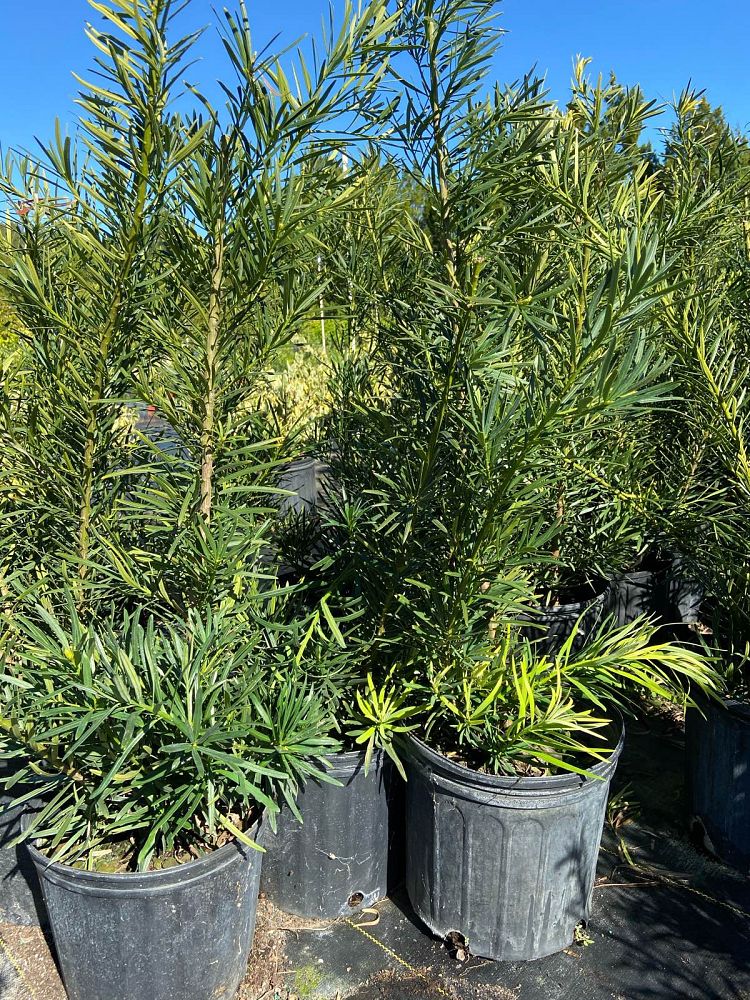 podocarpus-macrophyllus-maki-japanese-yew
