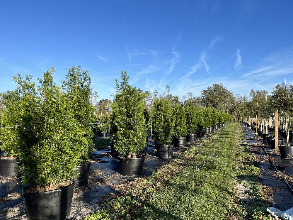 podocarpus-macrophyllus-maki-japanese-yew