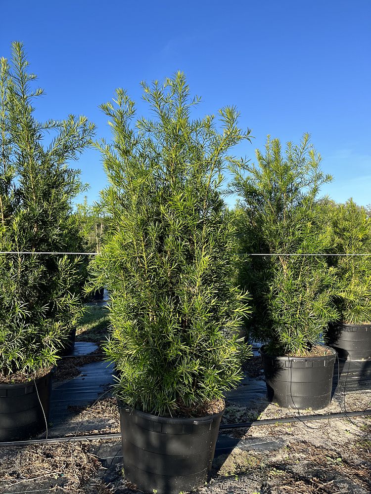podocarpus-macrophyllus-maki-japanese-yew