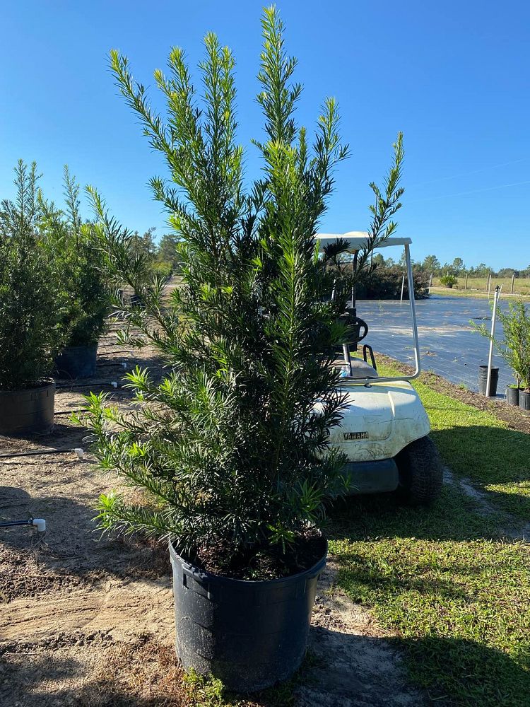podocarpus-macrophyllus-maki-japanese-yew