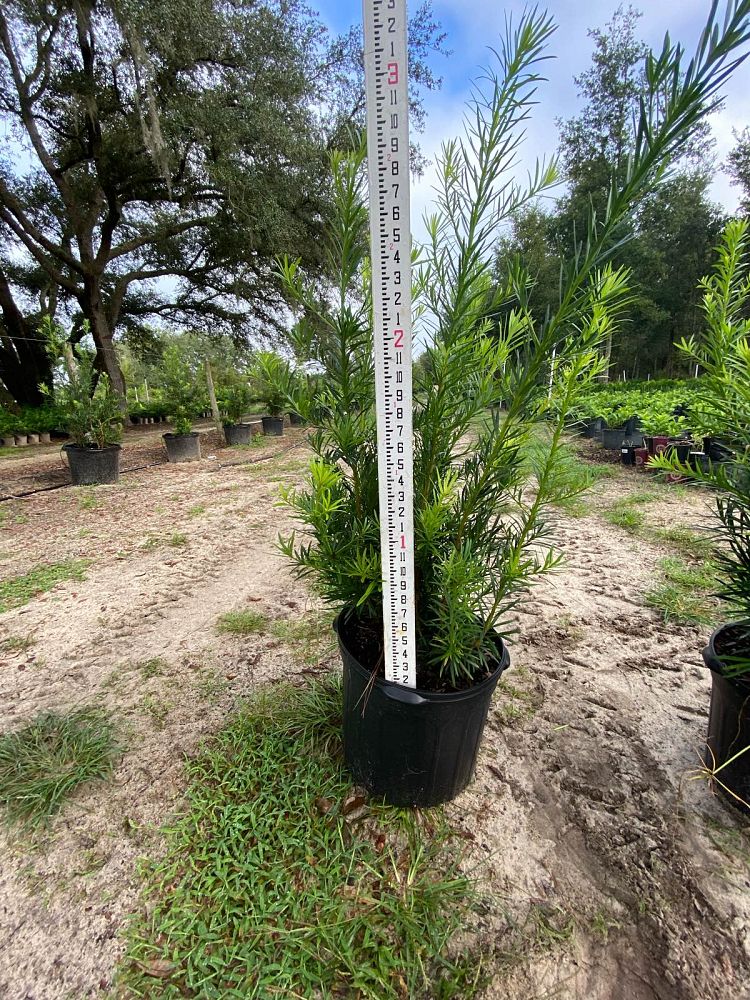 podocarpus-macrophyllus-maki-japanese-yew
