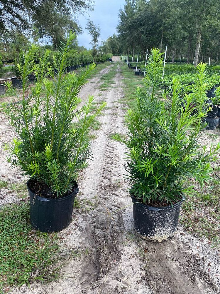 podocarpus-macrophyllus-maki-japanese-yew