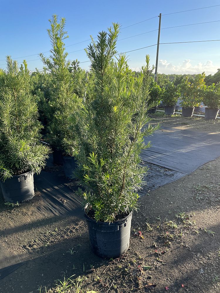 podocarpus-macrophyllus-maki-japanese-yew
