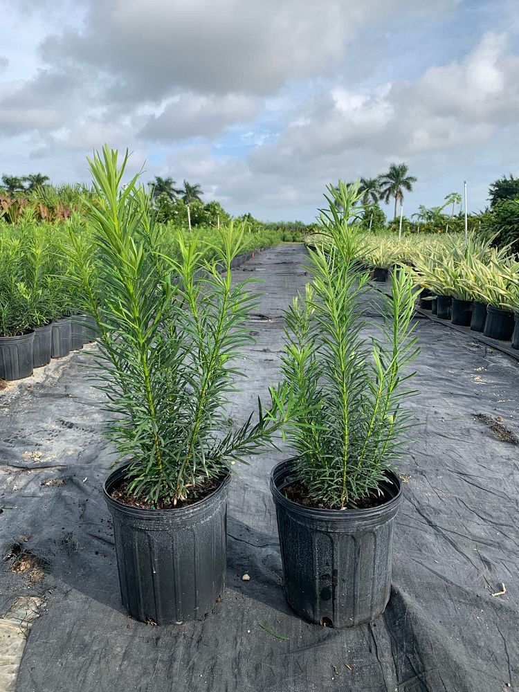 podocarpus-macrophyllus-maki-japanese-yew