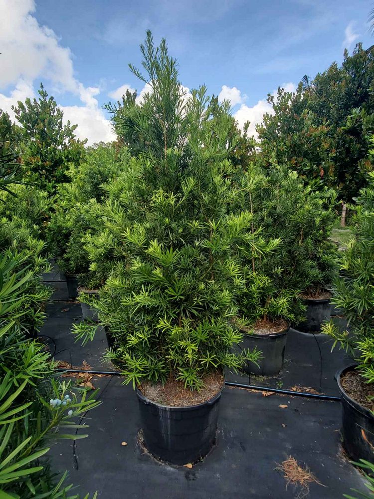 podocarpus-macrophyllus-maki-japanese-yew