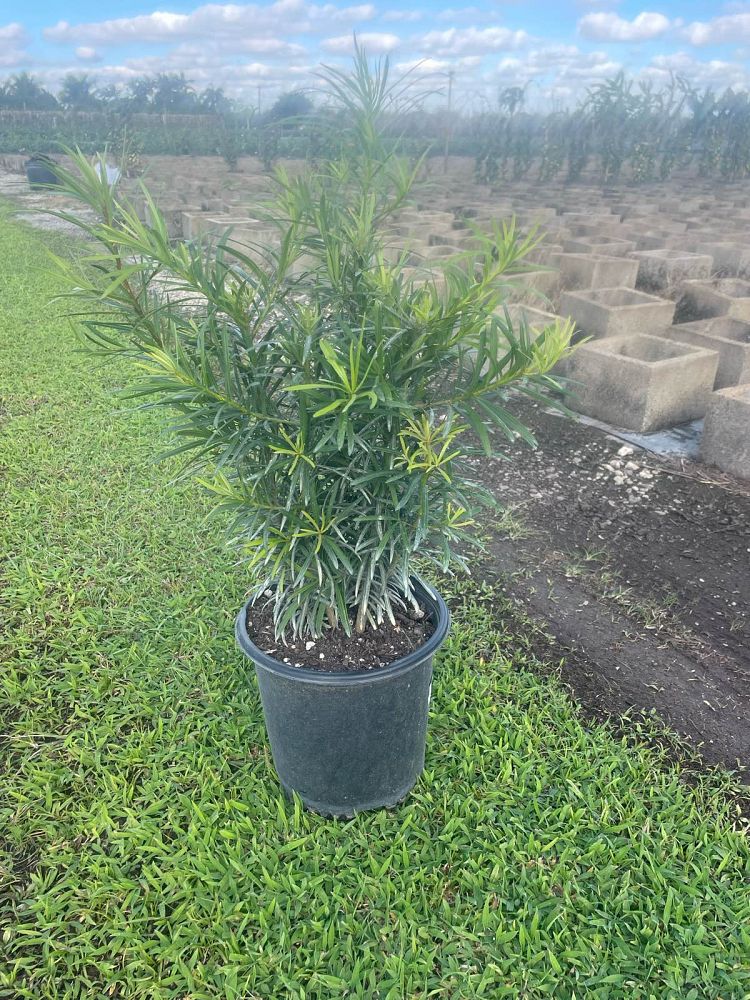 podocarpus-macrophyllus-maki-japanese-yew