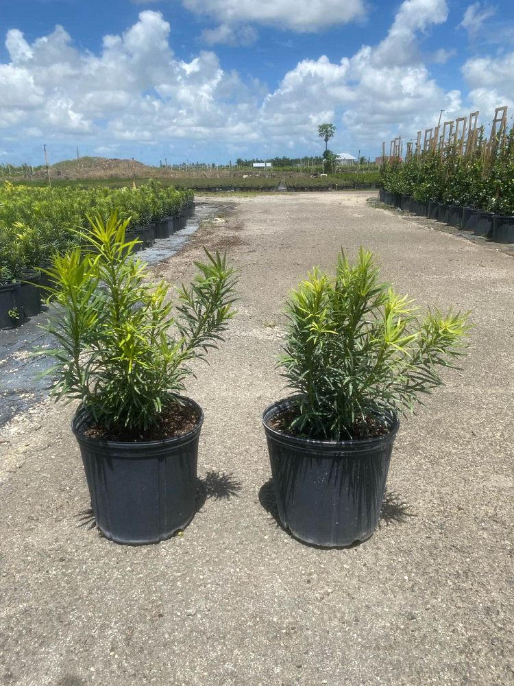 podocarpus-macrophyllus-maki-japanese-yew