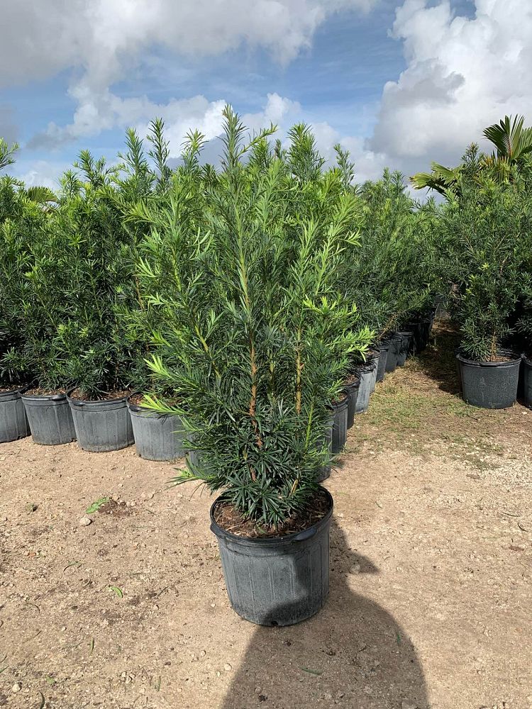 podocarpus-macrophyllus-maki-japanese-yew