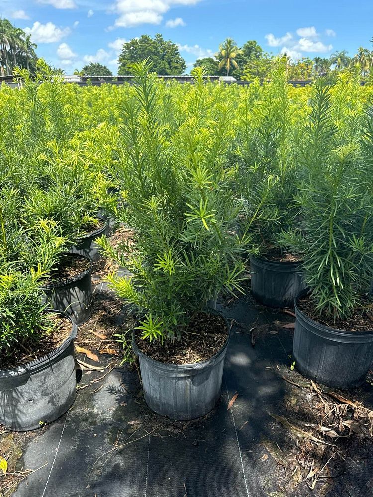 podocarpus-macrophyllus-maki-japanese-yew