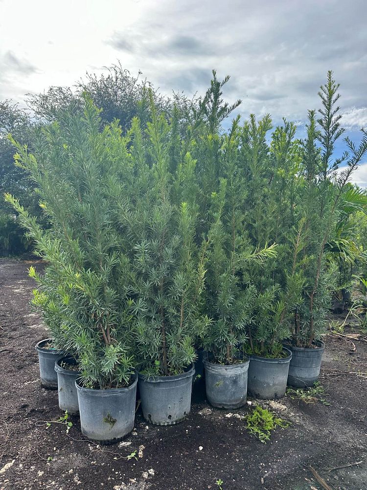 podocarpus-macrophyllus-maki-japanese-yew