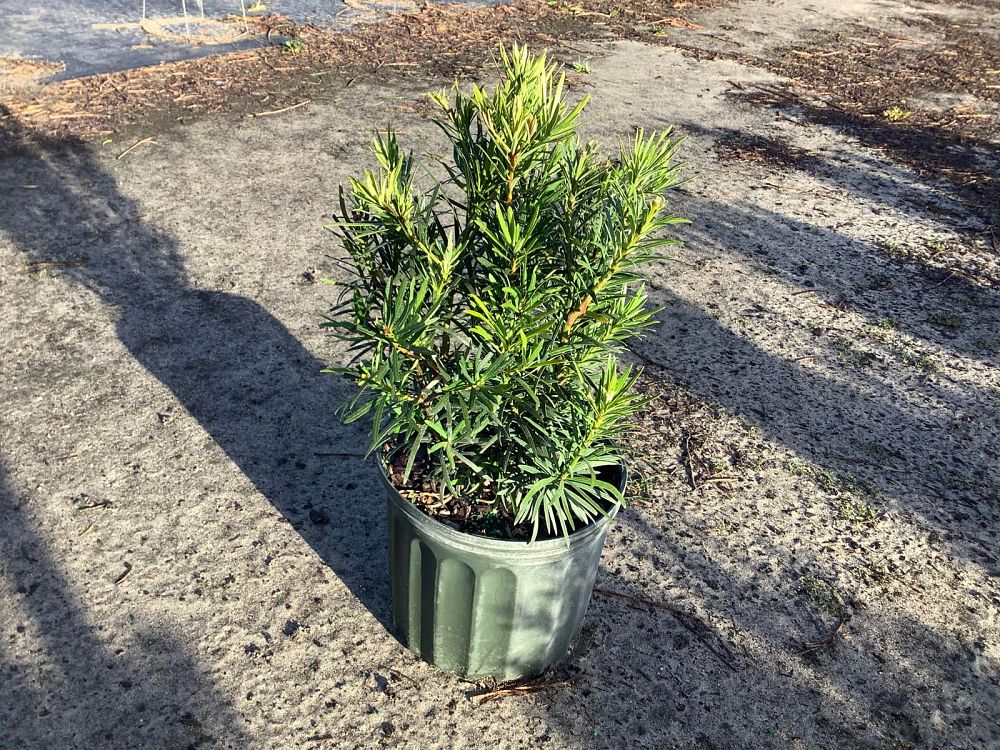 podocarpus-macrophyllus-maki-japanese-yew