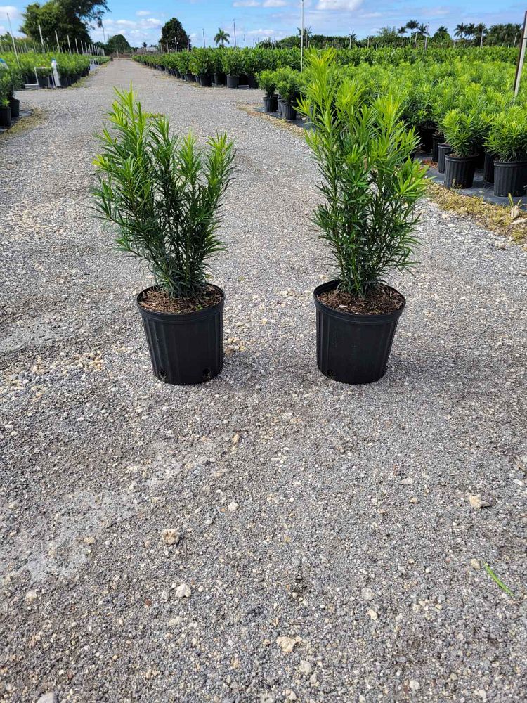 podocarpus-macrophyllus-maki-japanese-yew