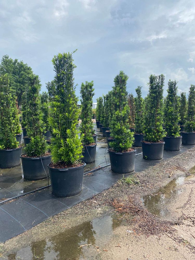 podocarpus-macrophyllus-maki-japanese-yew