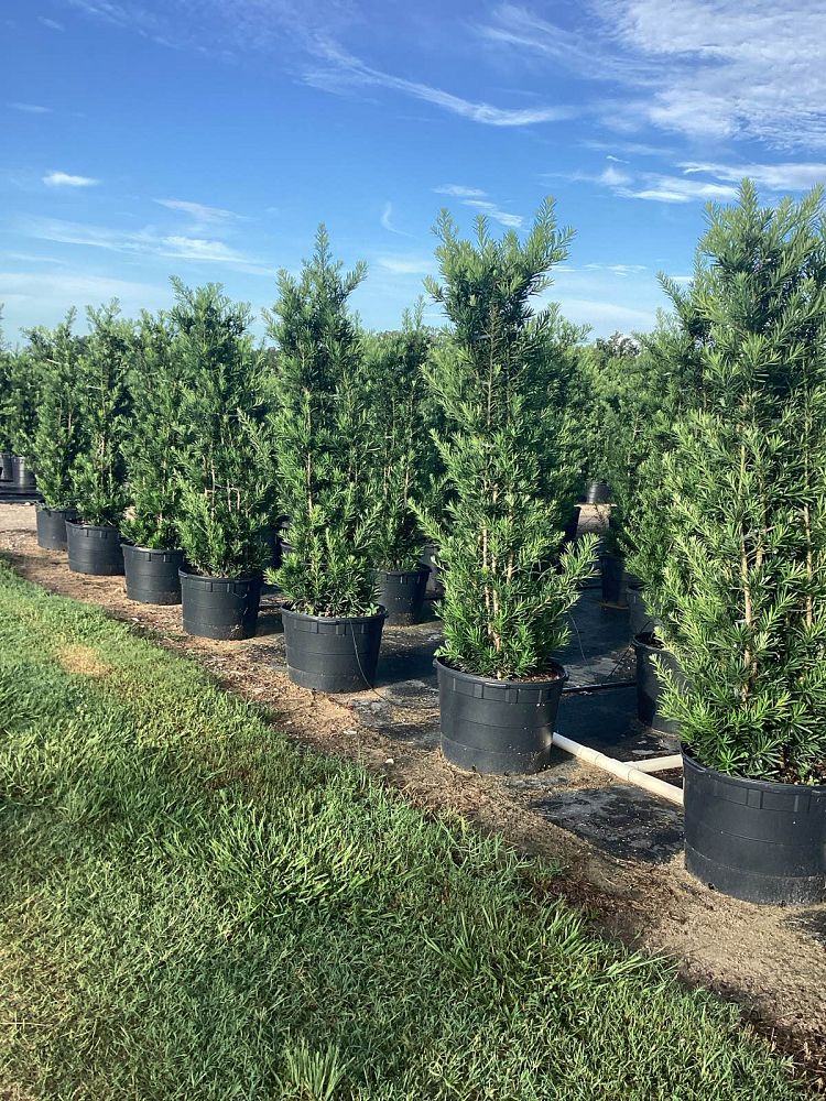 podocarpus-macrophyllus-maki-japanese-yew