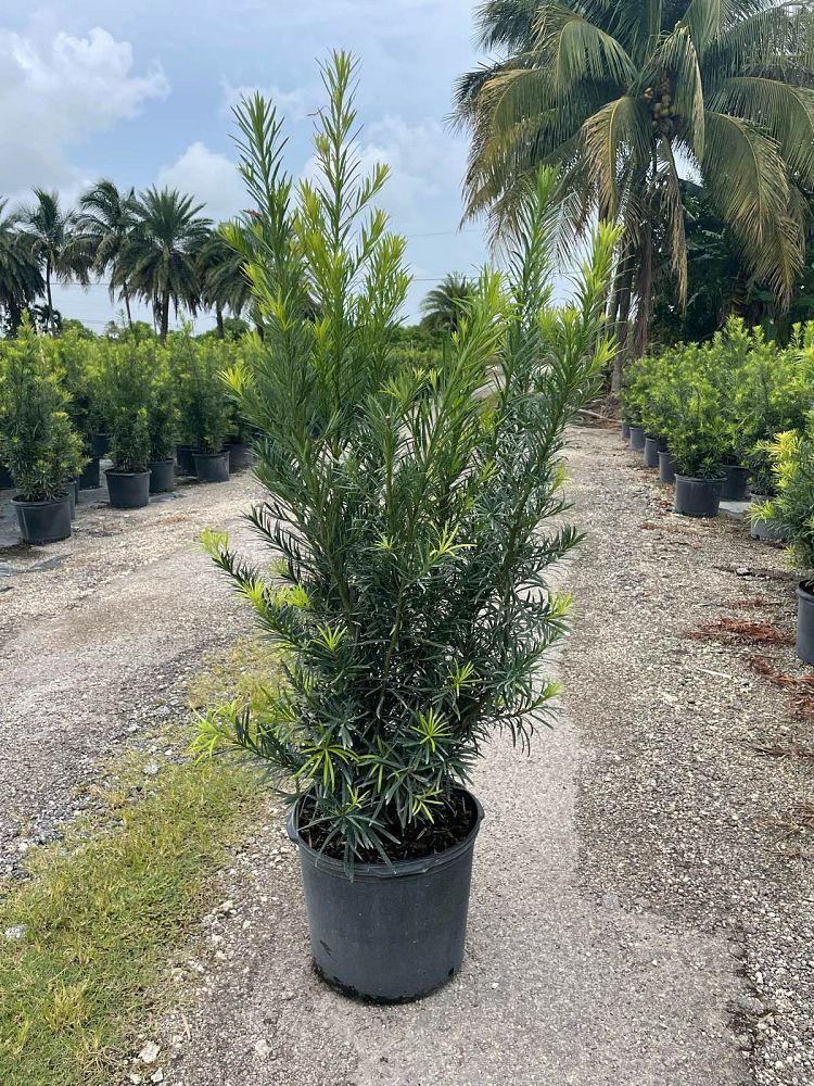 podocarpus-macrophyllus-maki-japanese-yew