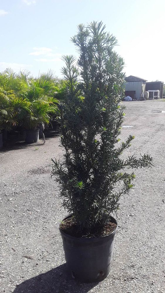 podocarpus-macrophyllus-maki-japanese-yew