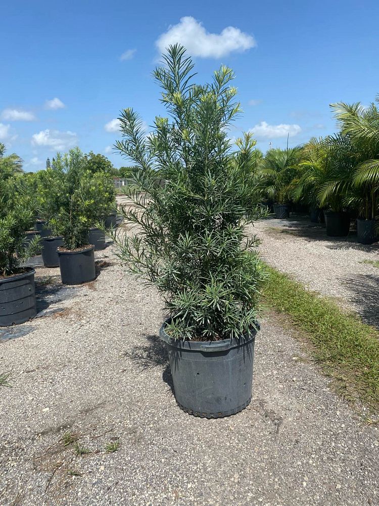 podocarpus-macrophyllus-maki-japanese-yew