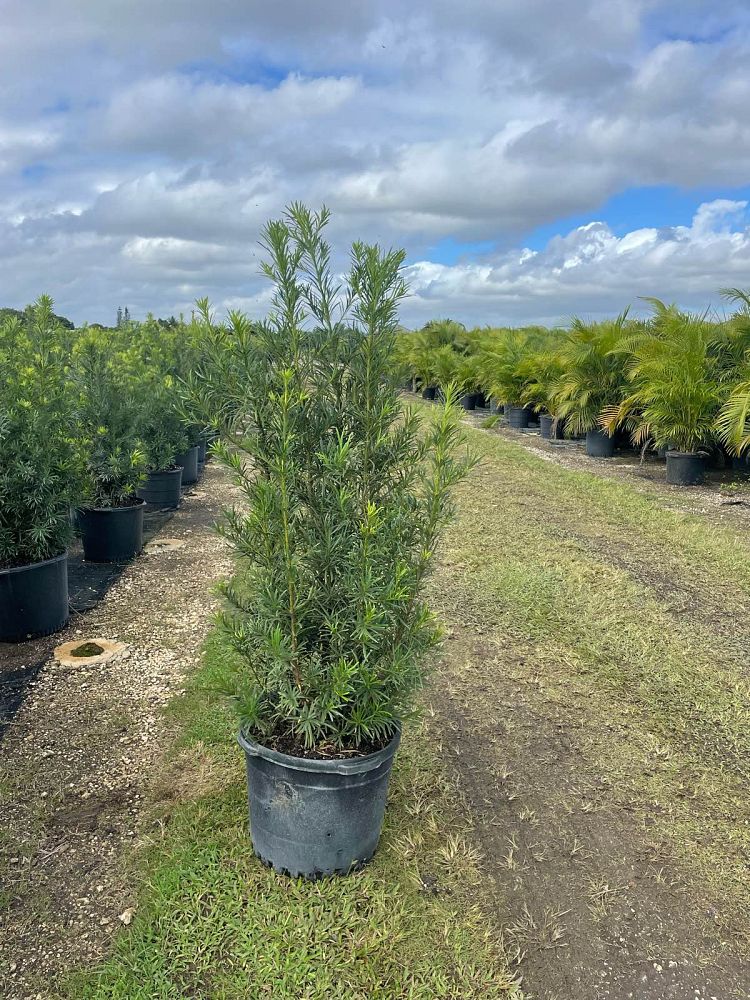 podocarpus-macrophyllus-maki-japanese-yew