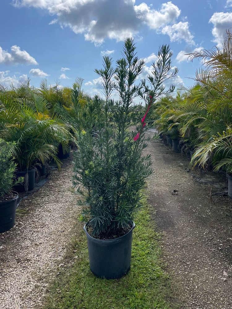 podocarpus-macrophyllus-maki-japanese-yew