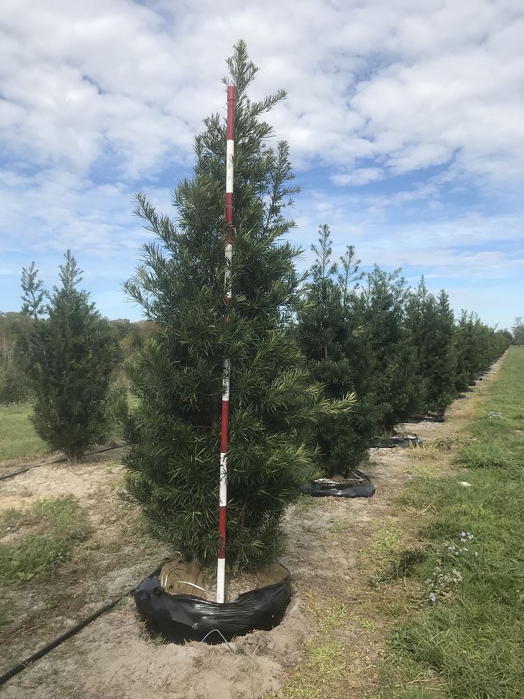 podocarpus-macrophyllus-maki-japanese-yew