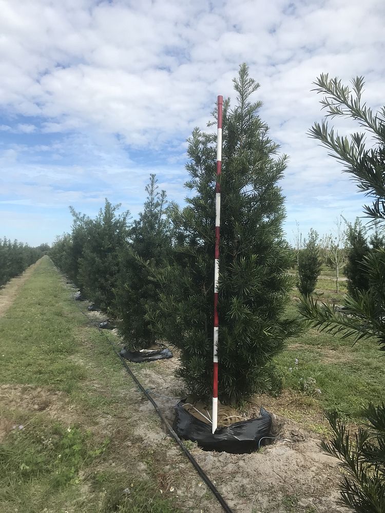podocarpus-macrophyllus-maki-japanese-yew