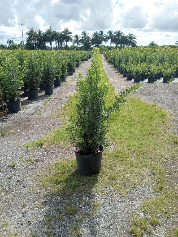 podocarpus-macrophyllus-maki-japanese-yew