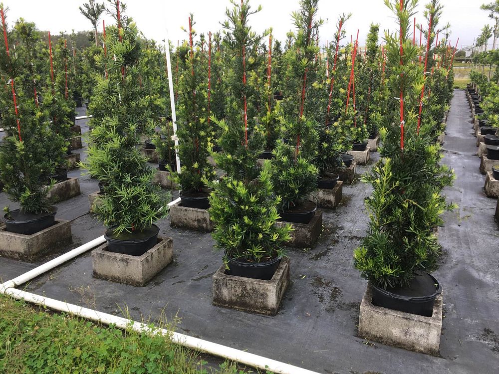 podocarpus-macrophyllus-maki-japanese-yew