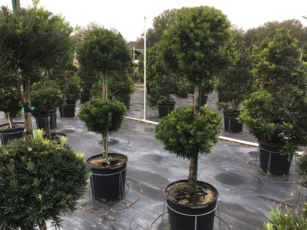 podocarpus-macrophyllus-maki-japanese-yew