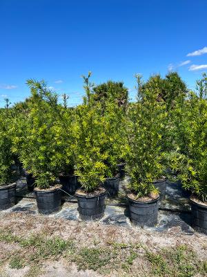 podocarpus-macrophyllus-maki-japanese-yew