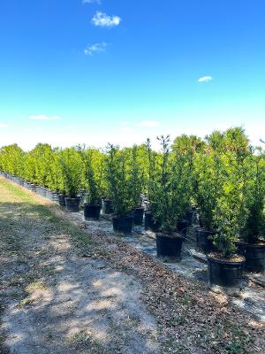 podocarpus-macrophyllus-maki-japanese-yew