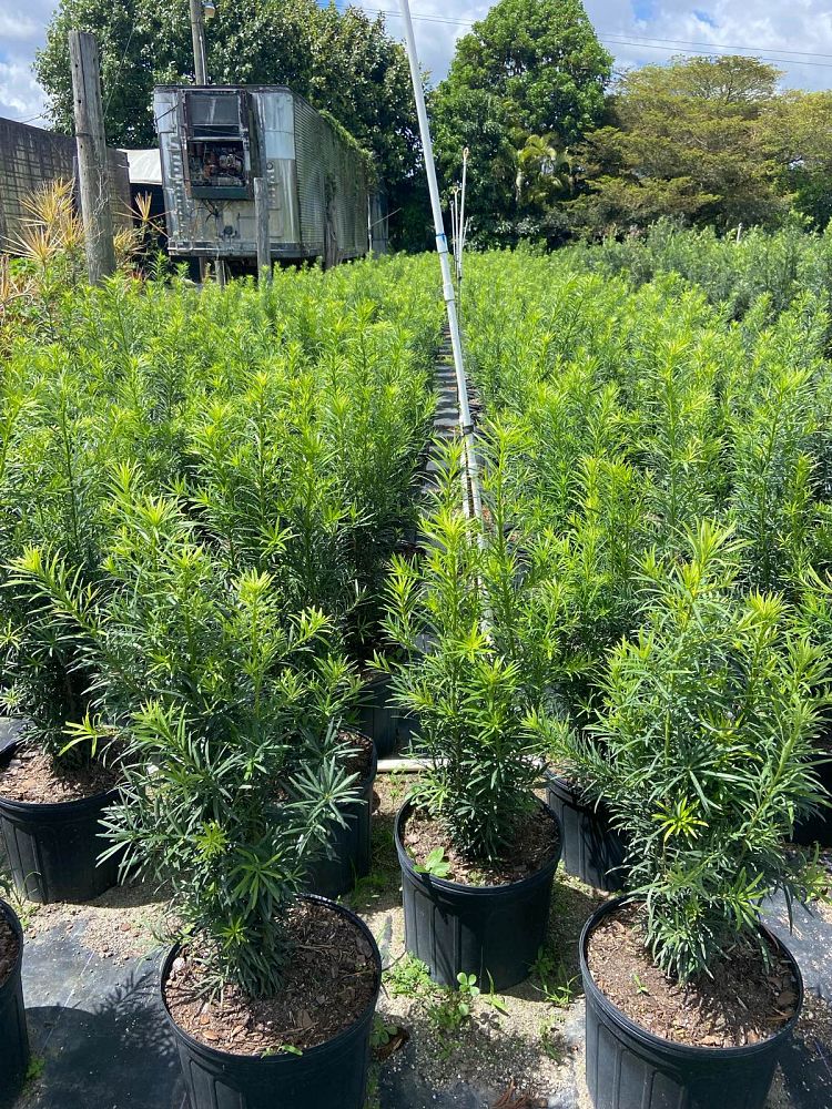podocarpus-macrophyllus-maki-japanese-yew