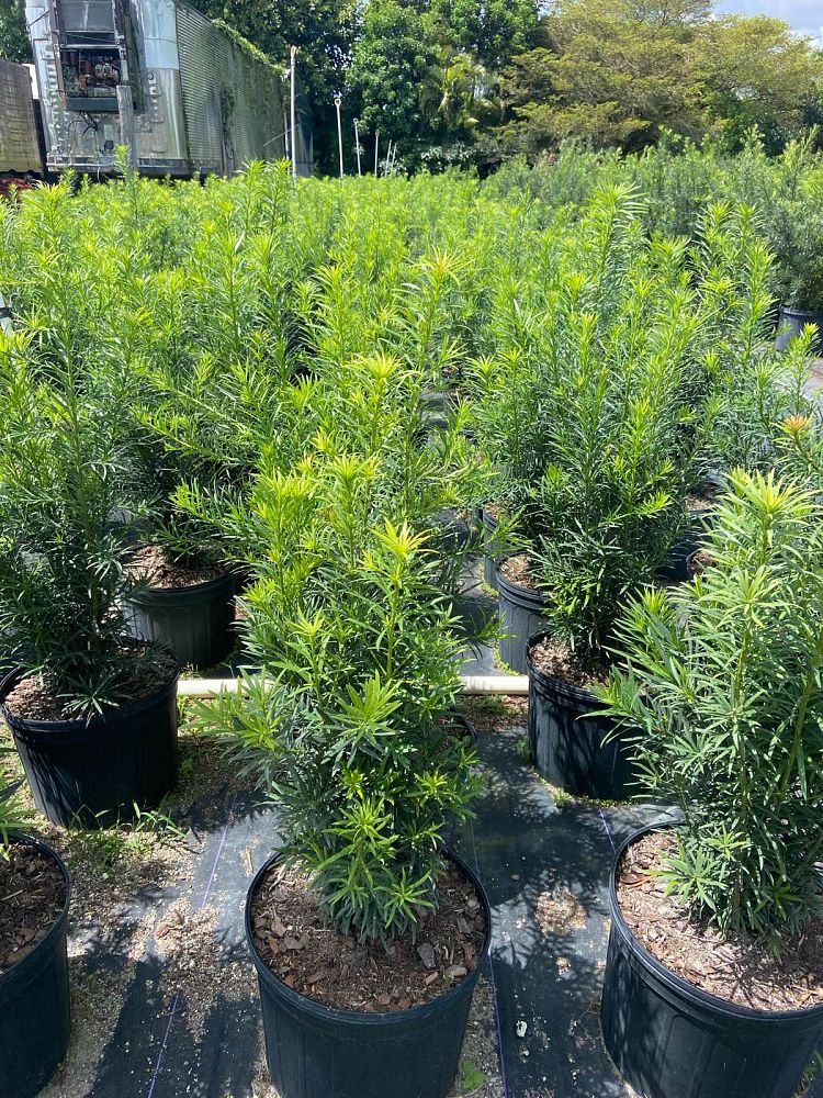 podocarpus-macrophyllus-maki-japanese-yew