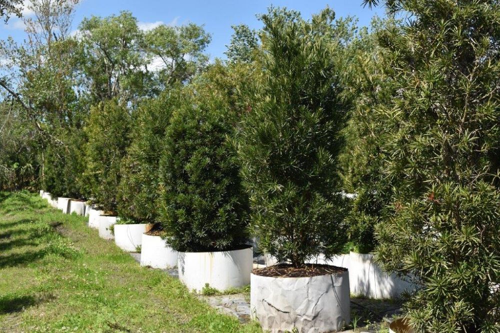 podocarpus-macrophyllus-maki-japanese-yew
