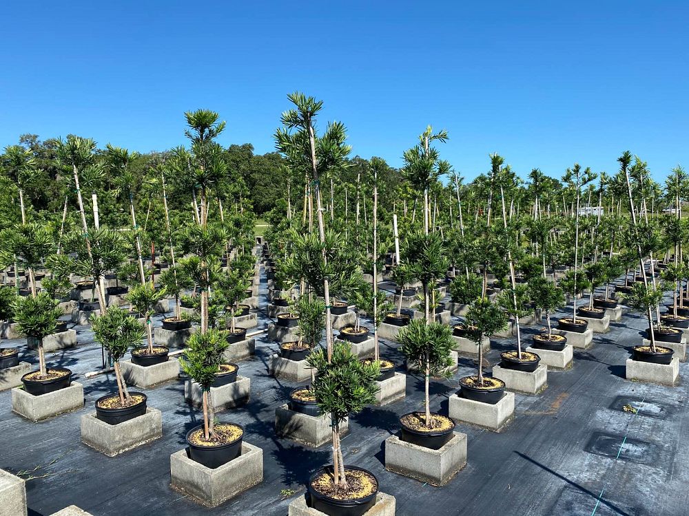 podocarpus-macrophyllus-maki-japanese-yew