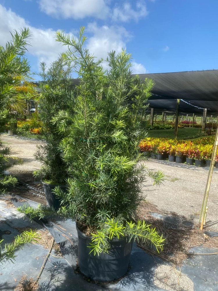 podocarpus-macrophyllus-maki-japanese-yew