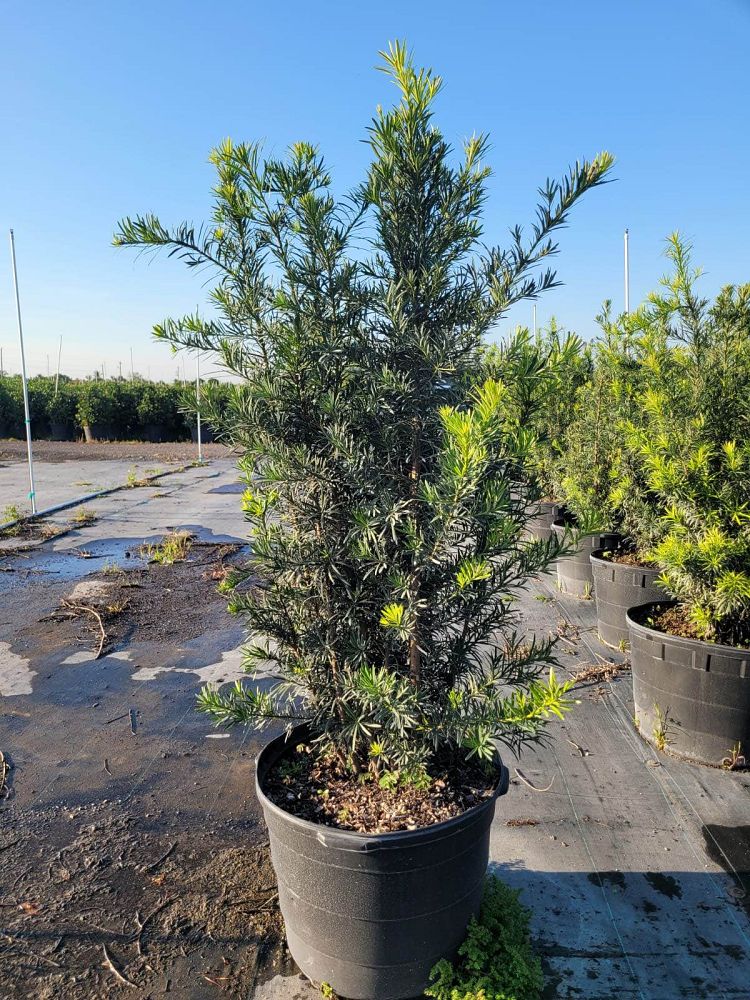 podocarpus-macrophyllus-maki-japanese-yew