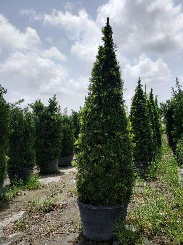 podocarpus-macrophyllus-maki-japanese-yew