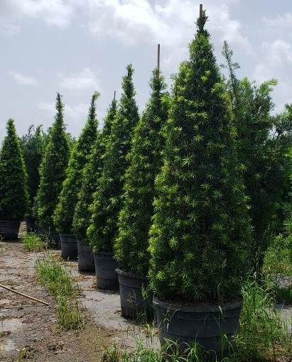 podocarpus-macrophyllus-maki-japanese-yew
