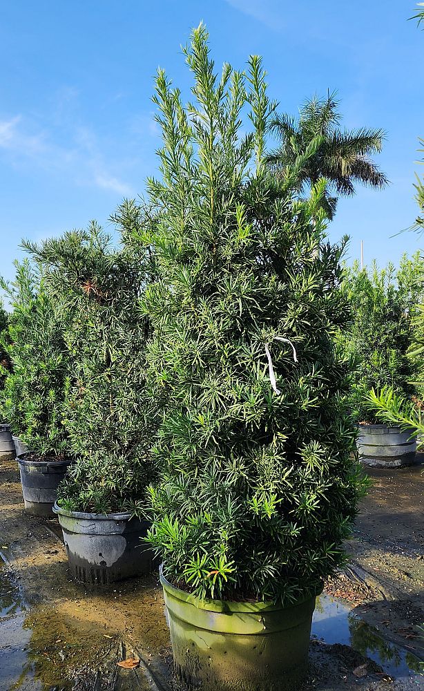 podocarpus-macrophyllus-maki-japanese-yew