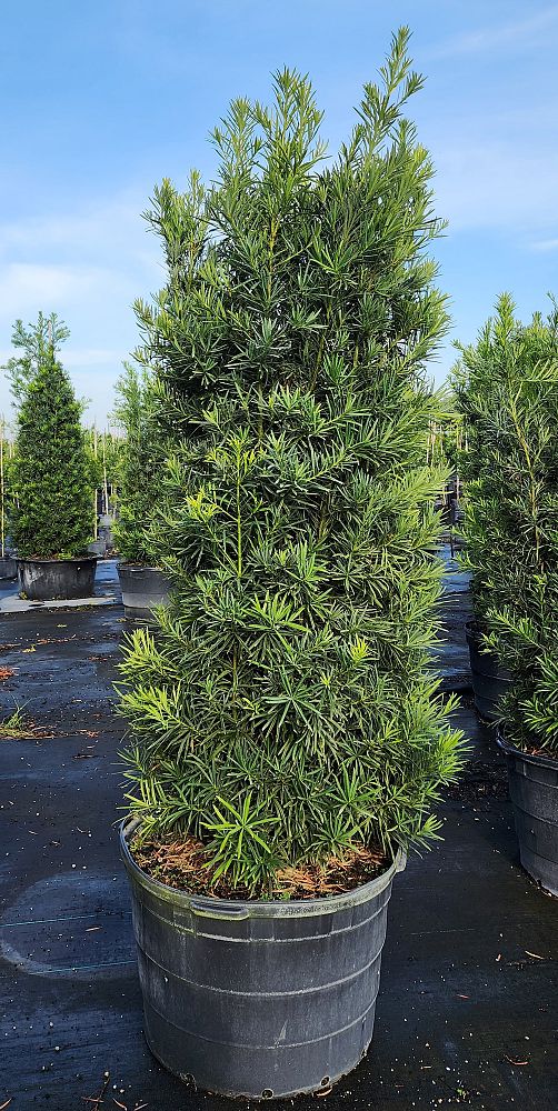 podocarpus-macrophyllus-maki-japanese-yew