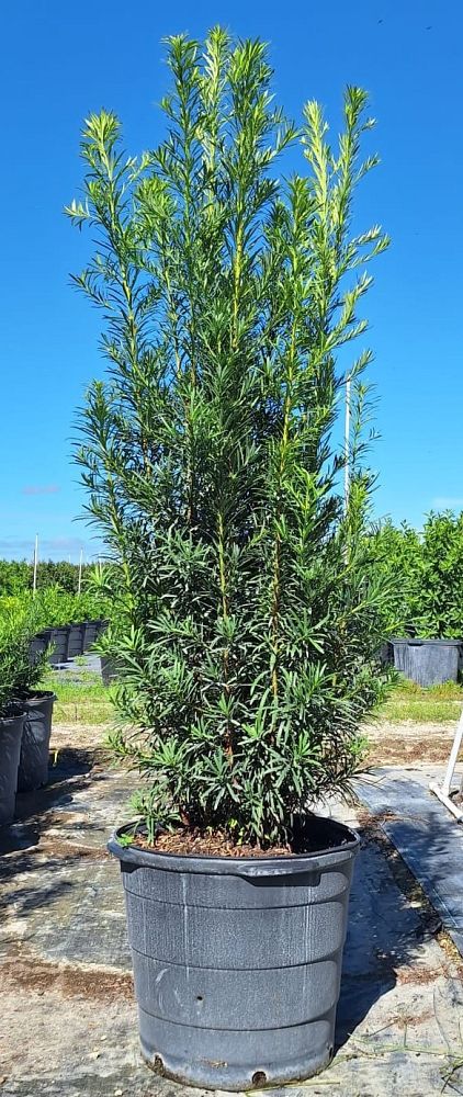 podocarpus-macrophyllus-maki-japanese-yew
