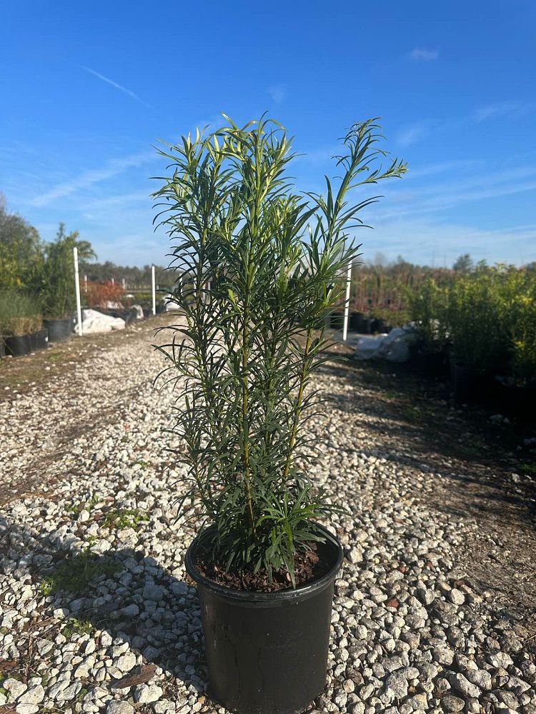 podocarpus-macrophyllus-maki-japanese-yew