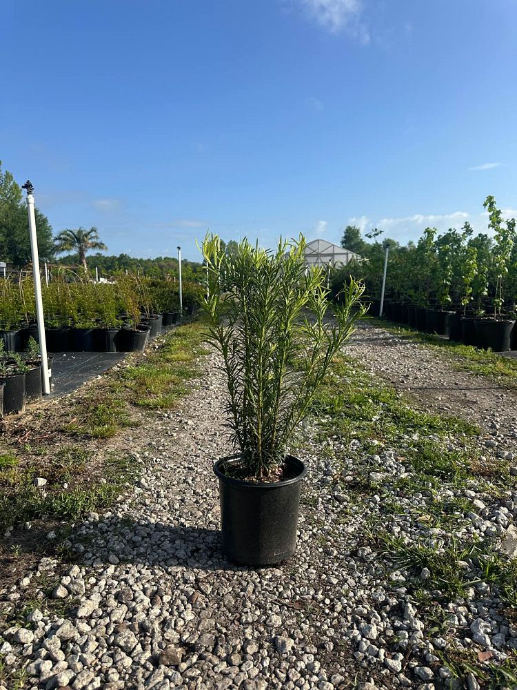 podocarpus-macrophyllus-maki-japanese-yew