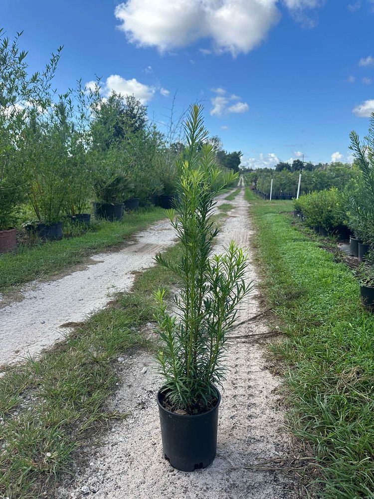 podocarpus-macrophyllus-maki-japanese-yew