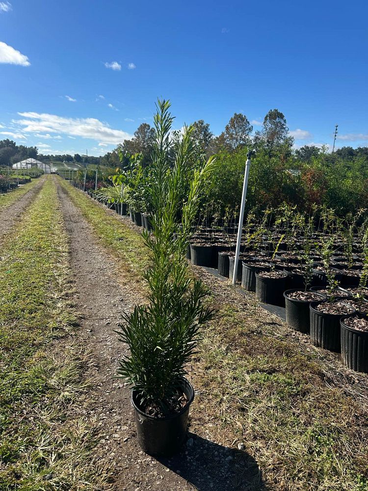 podocarpus-macrophyllus-maki-japanese-yew