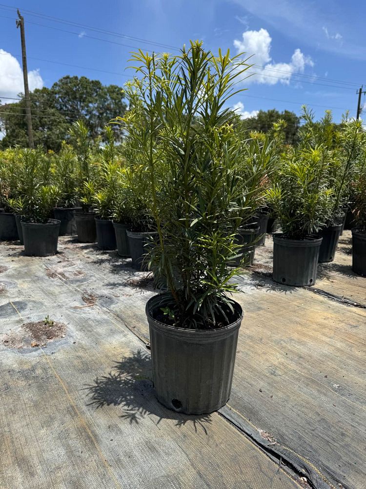 podocarpus-macrophyllus-maki-japanese-yew