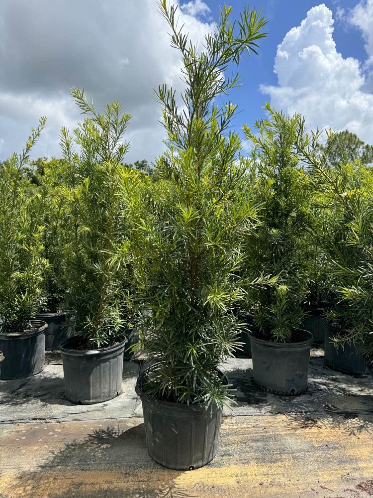 podocarpus-macrophyllus-maki-japanese-yew