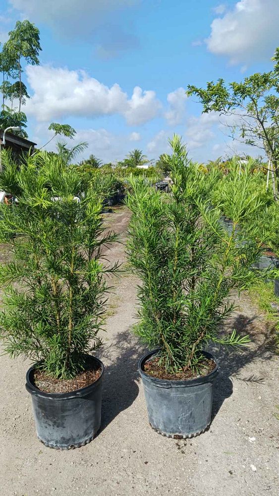 podocarpus-macrophyllus-maki-japanese-yew