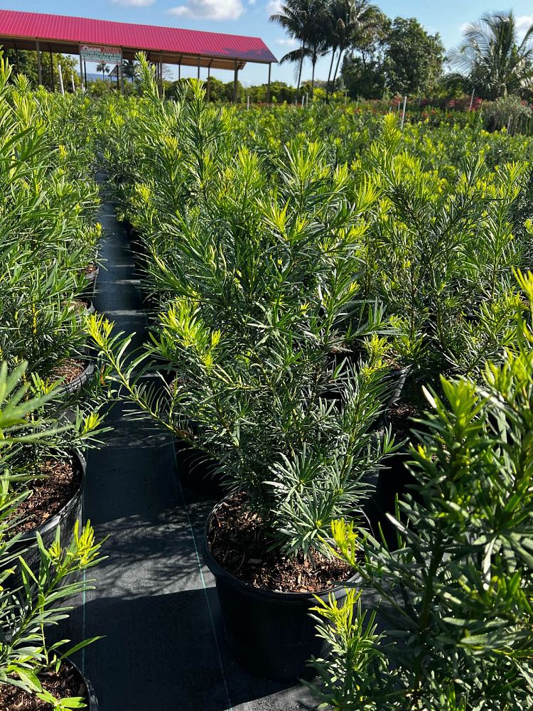 podocarpus-macrophyllus-maki-japanese-yew