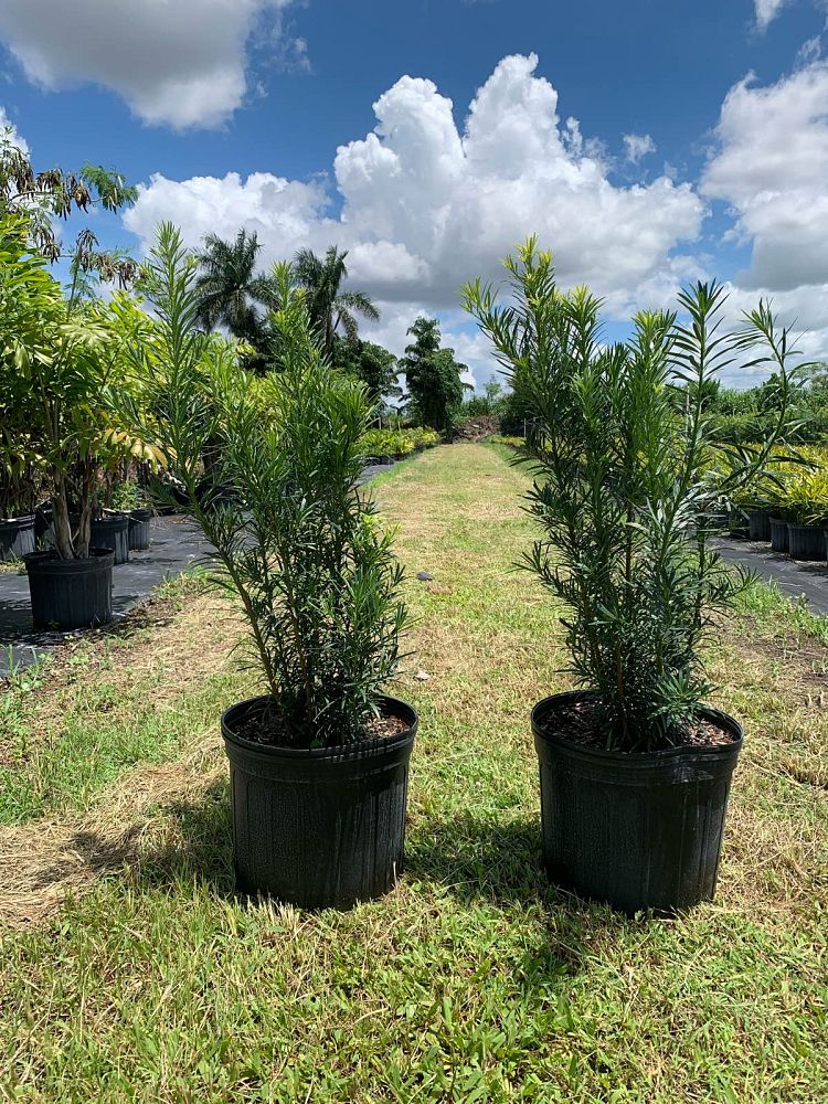 podocarpus-macrophyllus-maki-japanese-yew